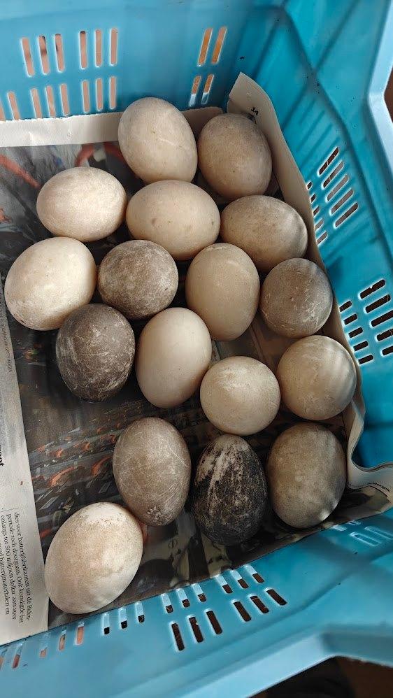 Oeufs de canards Cayuga, Sexe inconnu, Canard