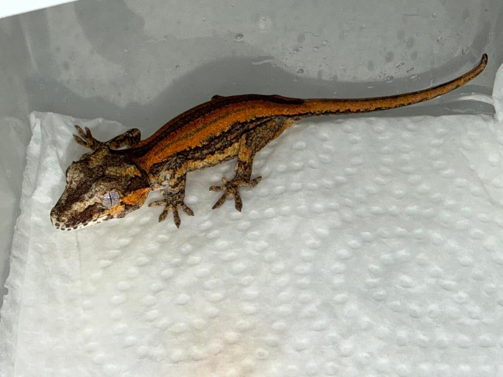 Gargoyle red orange stripe, Dieren en Toebehoren