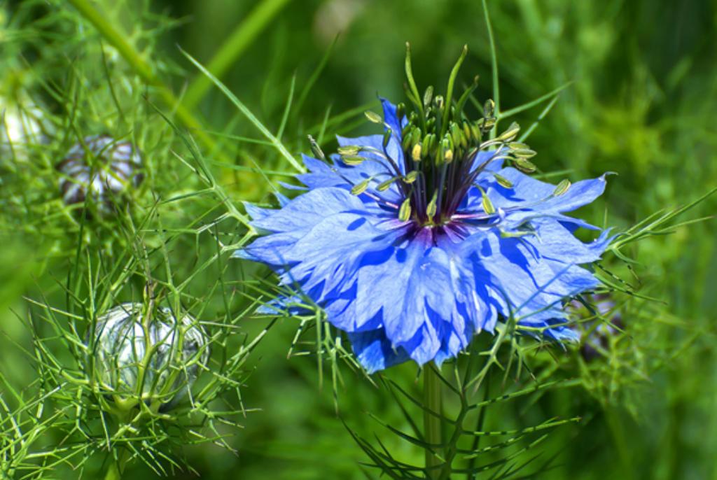 Zaadjes van juffertje-in-het-groen, Tuin en Terras, Bloembollen en Zaden, Ophalen, Zaad