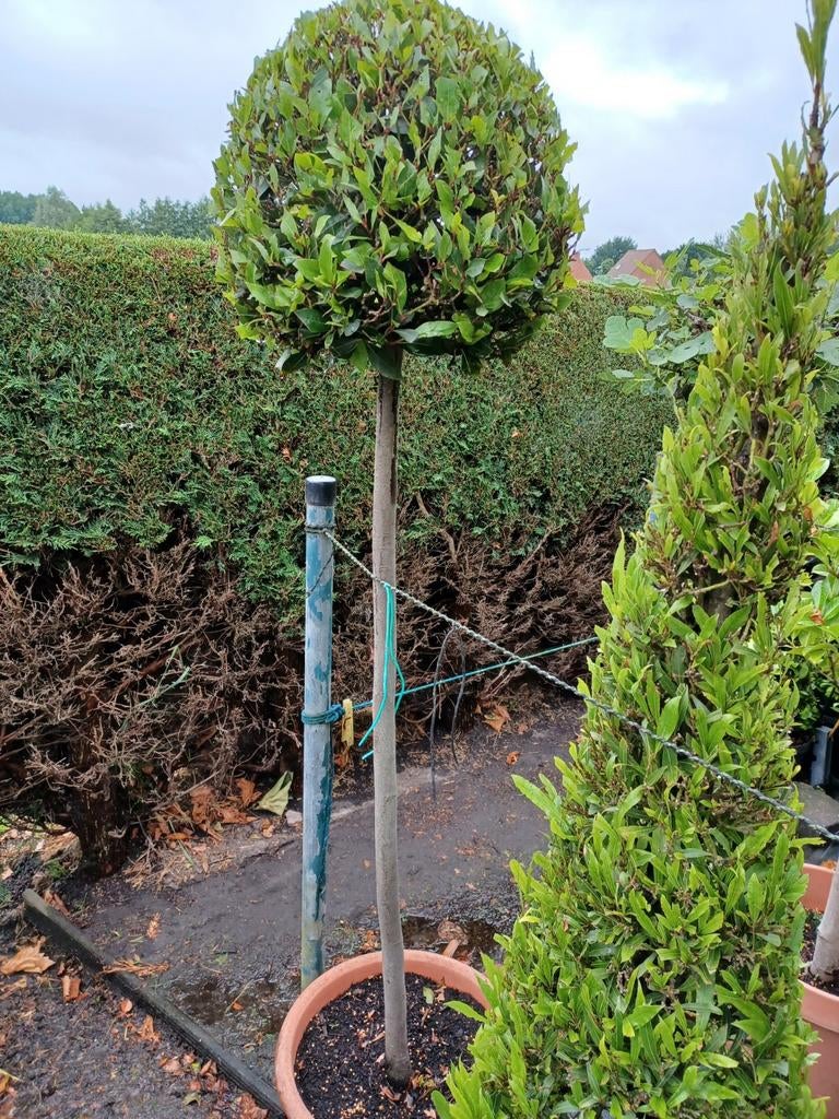 Laurus nobilis, Enlèvement, En pot