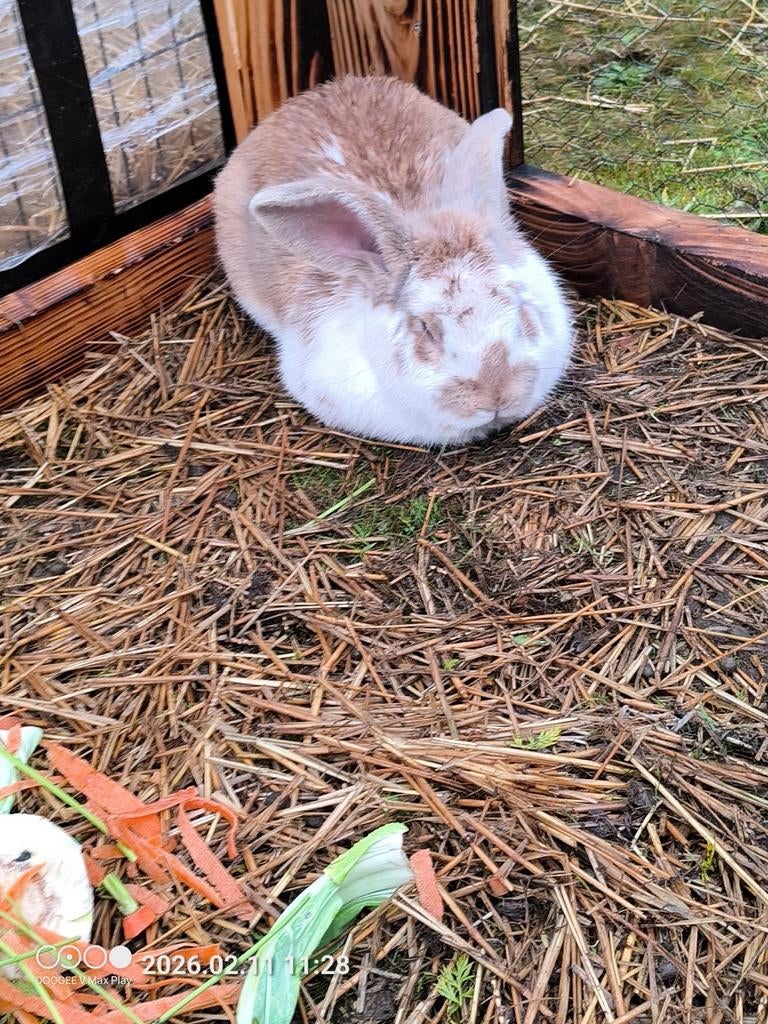 Vlinder/vlaamse reus ram, Dieren en Toebehoren, Konijnen