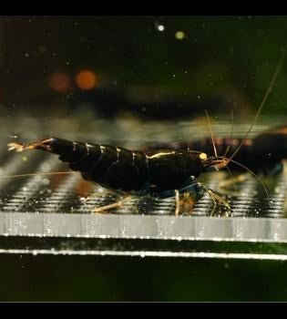 Black devil caridina garnalen, Dieren en Toebehoren