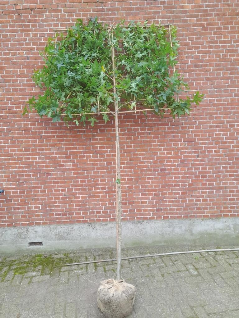 Liquidambar leiboom leiliquidambar amberboom stamomtrek10-12, Tuin en Terras, Ophalen, Leiboom
