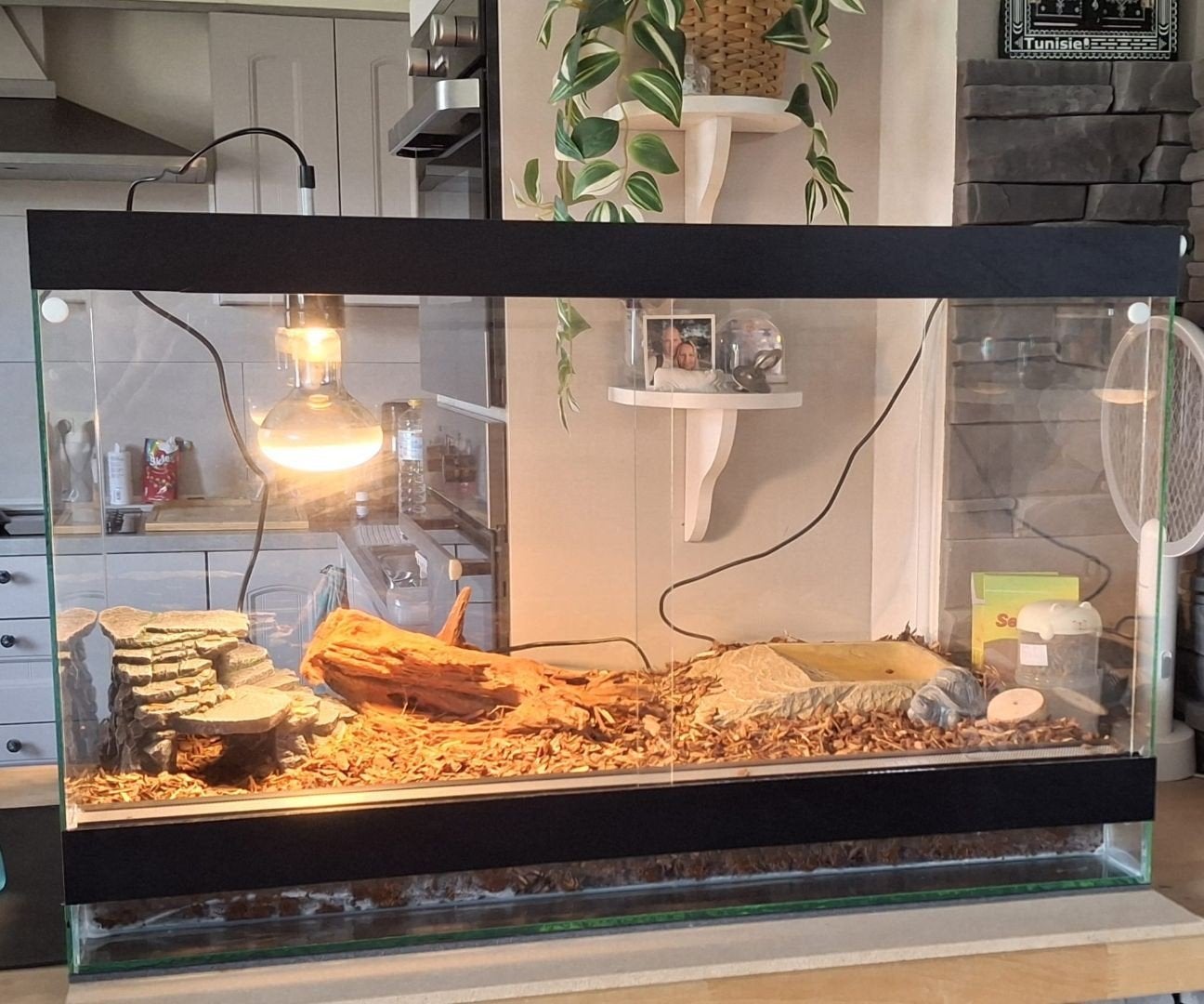 Terrarium en verre ( vide) 80cmx40cmx40cm reptiles/amphibien, Enlèvement, Neuf, Terrarium ou Paludarium