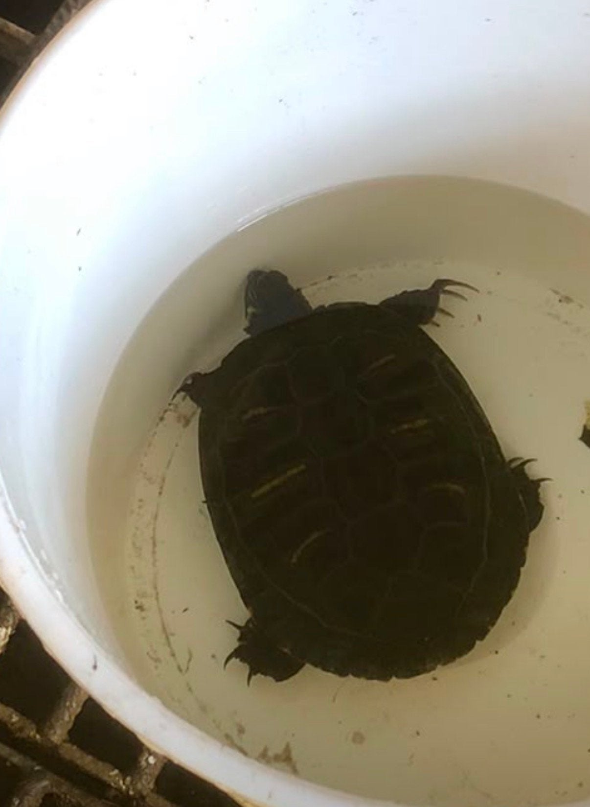 Geelwang schildpad, Dieren en Toebehoren, Reptielen en Amfibieën, Schildpad
