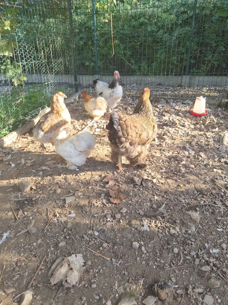 Cochin kriel, Dieren en Toebehoren
