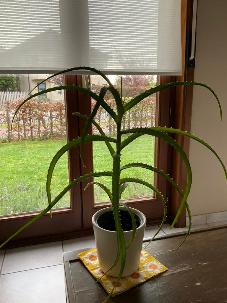 Aloë vera plant eetbaar 30cm hoog, Huis en Inrichting, Kamerplanten, Ophalen, Overige soorten, Minder dan 100 cm