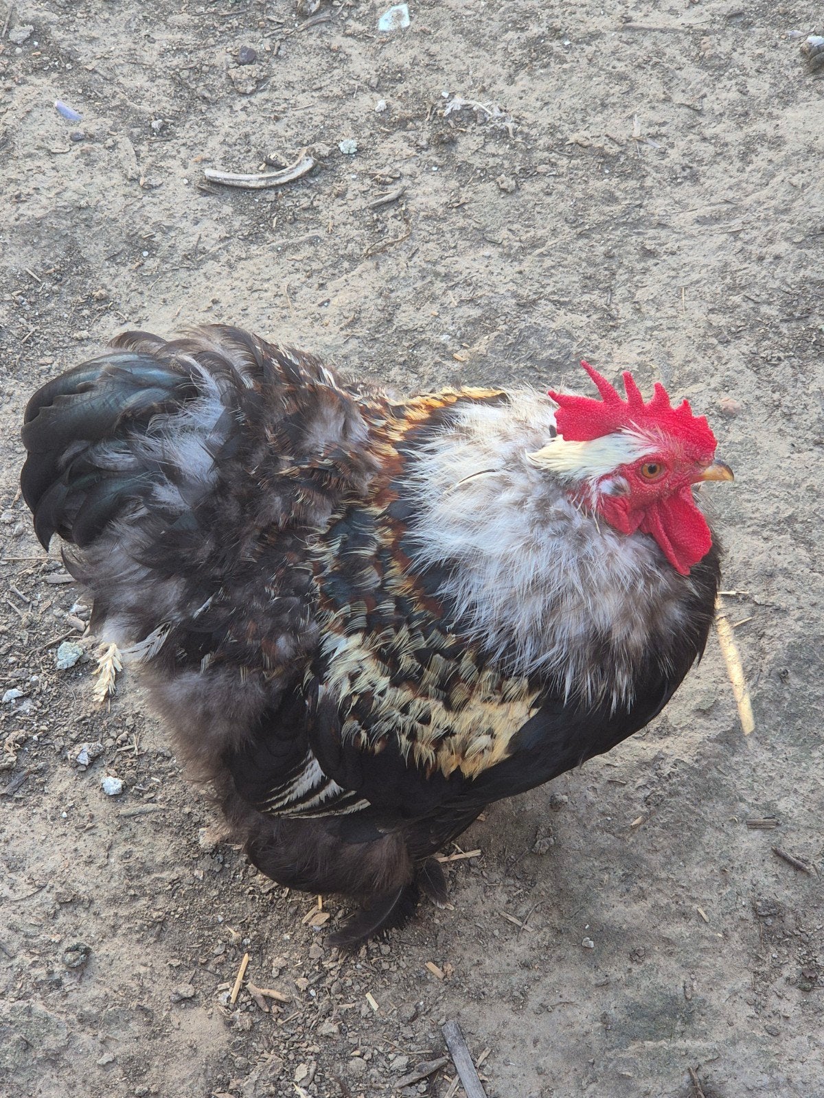 Cochin kippen, Meerdere dieren, Kip
