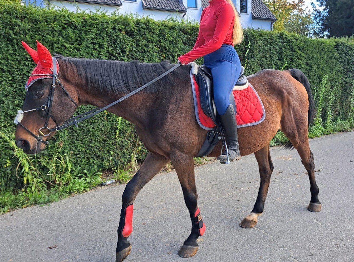Setje, Dieren en Toebehoren, Paarden en Pony's | Beschermers, Dressuur, Ophalen of Verzenden, Peesbeschermers, Full