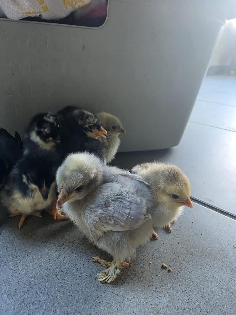 Eendagskuikens cochins kriel kuikens, Dieren en Toebehoren, Geslacht onbekend