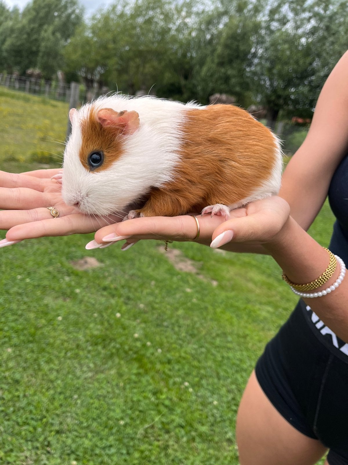 Cavia mannetje, Cavia, Mannelijk, Januari, Tam