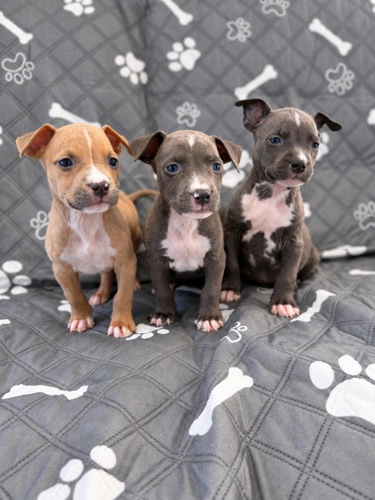 Amerikaanse Stafford pups, Dieren en Toebehoren, België, CDV (hondenziekte), 8 tot 15 weken, American Staffordshire Terriër