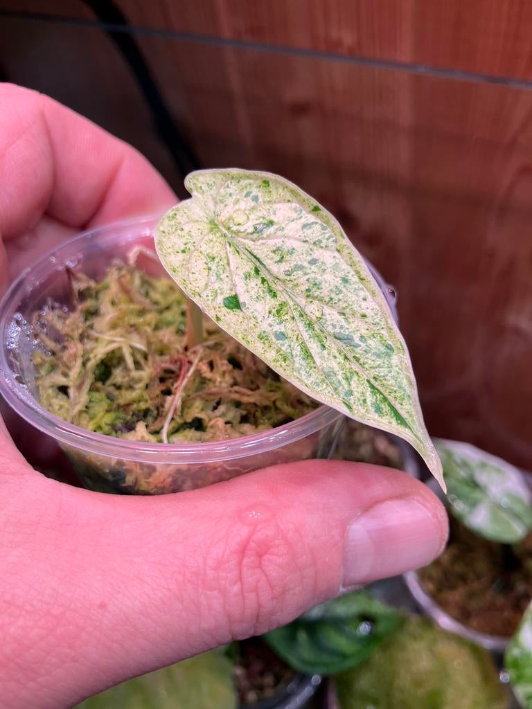 Alocasia Dragon Scale Mint Variegata, Enlèvement