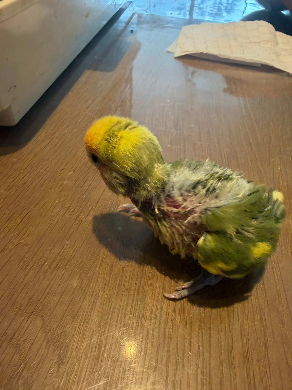Dwerp papegaai, Dieren en Toebehoren, Vogels | Parkieten en Papegaaien, Papegaai