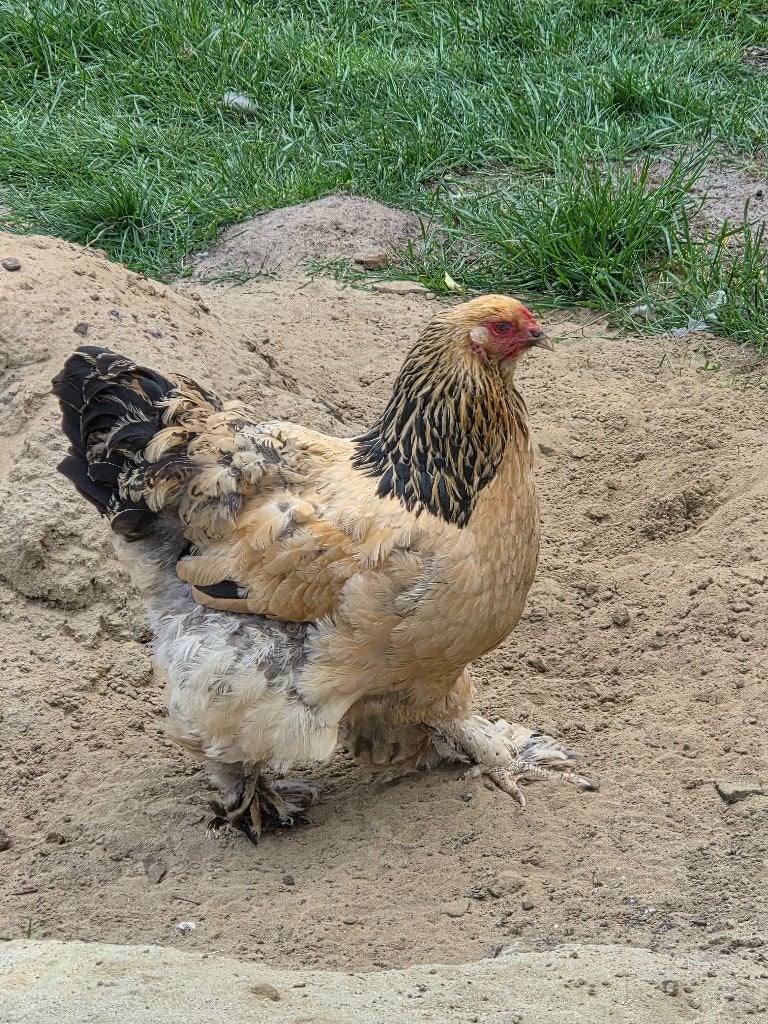 Brahma buff hen, Femelle, Poule ou poulet