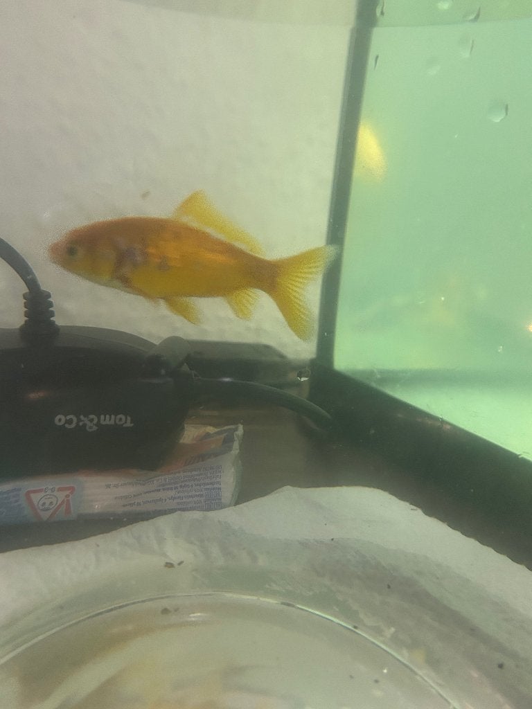 Goudvis gratis, Animaux & Accessoires, Poisson(s) rouge(s)
