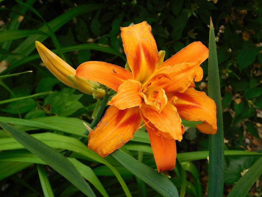 Hemerocallis orange - 3 pots disponibles, Autres espèces, Plein soleil, Été, Enlèvement