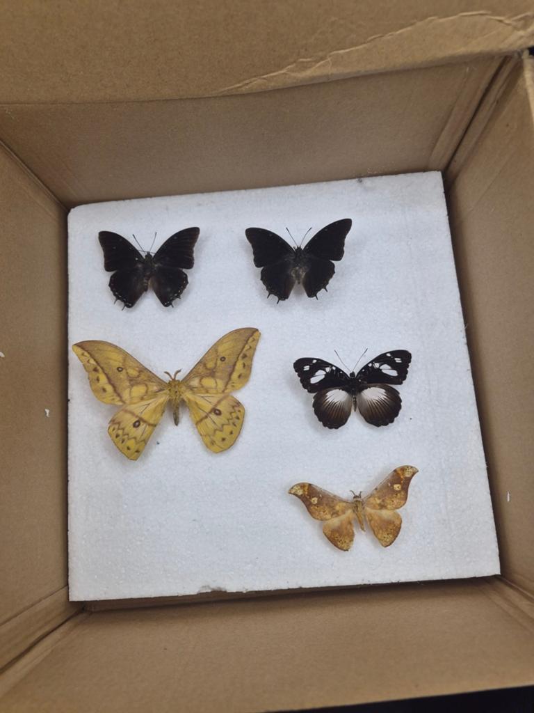 Lot de papillons africains naturalisés / Collection entomolo, Enlèvement ou Envoi