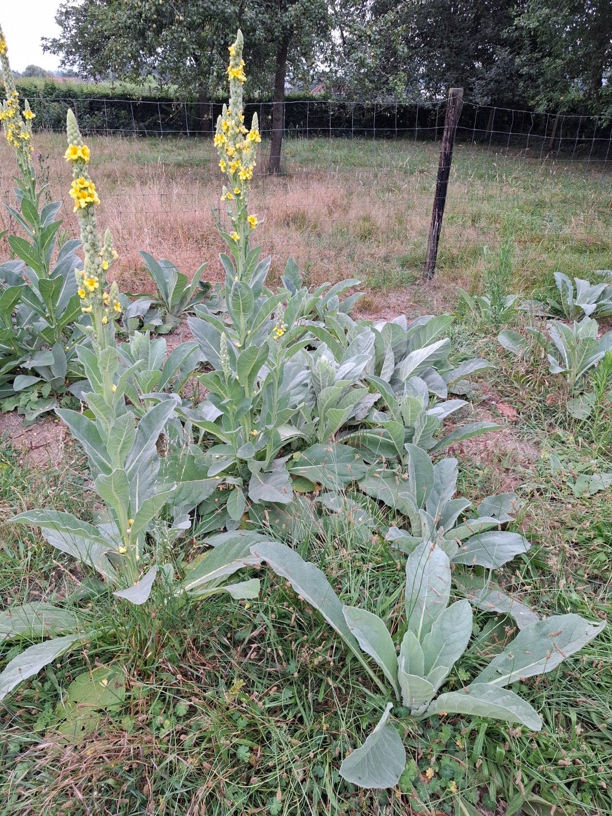 Verbascum, koningskaars, Ophalen