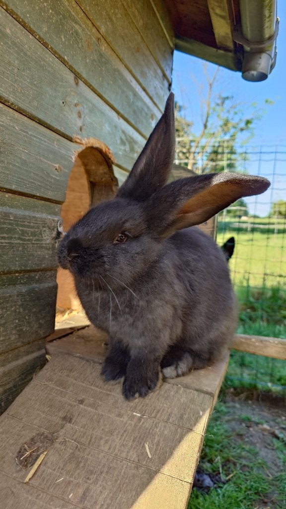 Vlaamse reuzen zwart, Animaux & Accessoires, Lapins, Grand, Plusieurs animaux, 0 à 2 ans