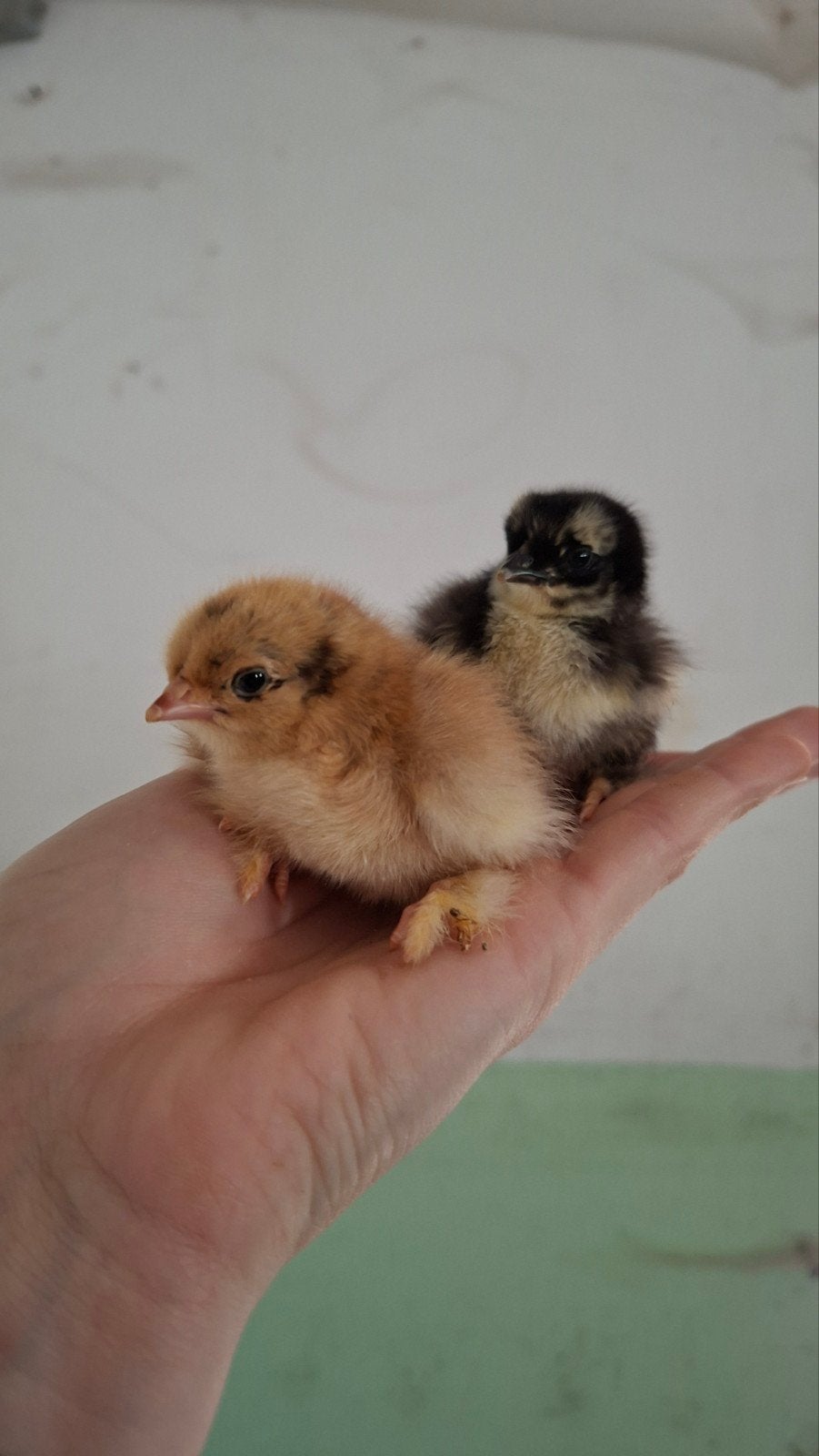 Cochin kriel kuikens, Dieren en Toebehoren, Pluimvee, Geslacht onbekend, Kip