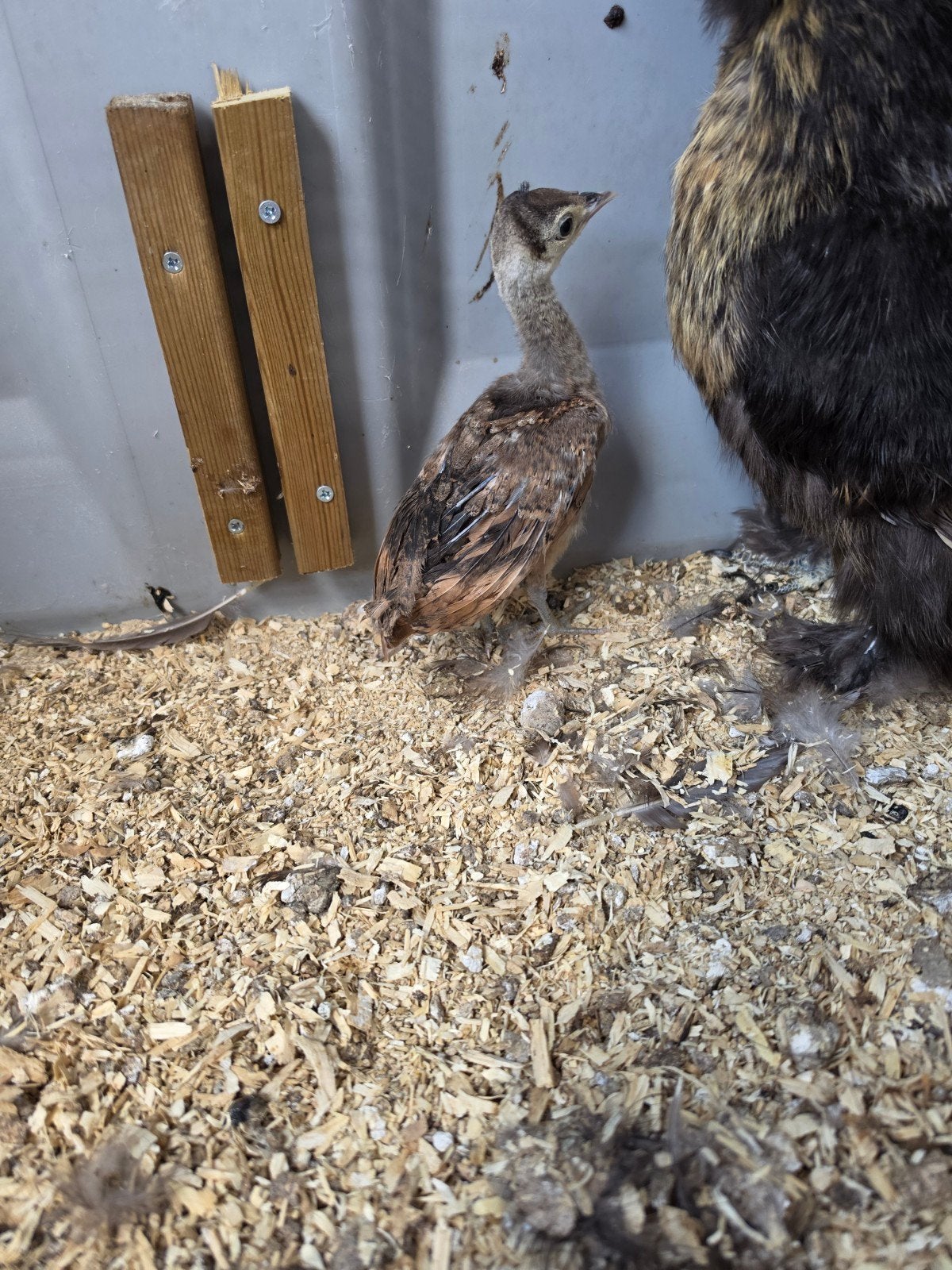 Java pauw kuiken met moederkip, Dieren en Toebehoren