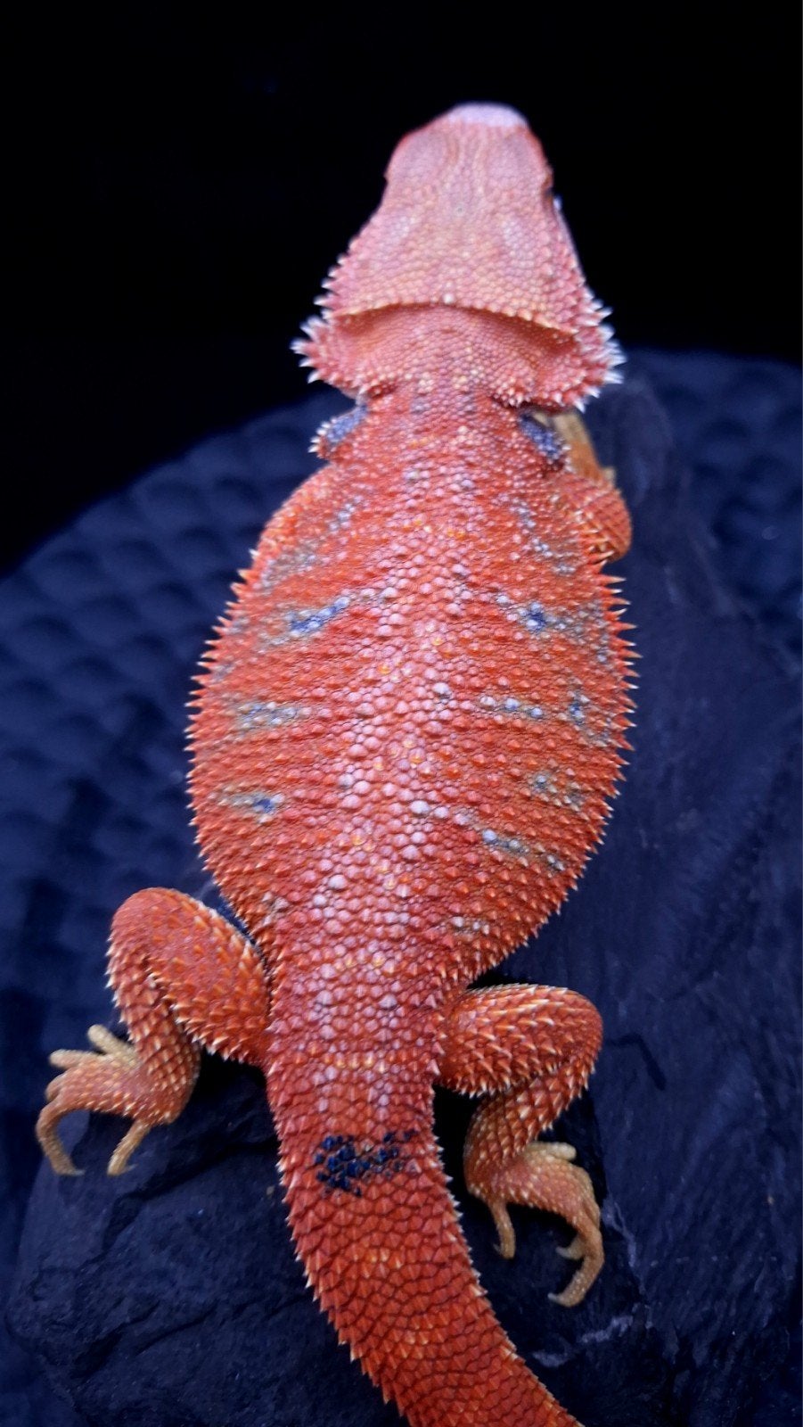 Red HypoTrans Coral G-Stripe Blue Tiger Baardagaam man Uniek, Hagedis, 0 tot 2 jaar