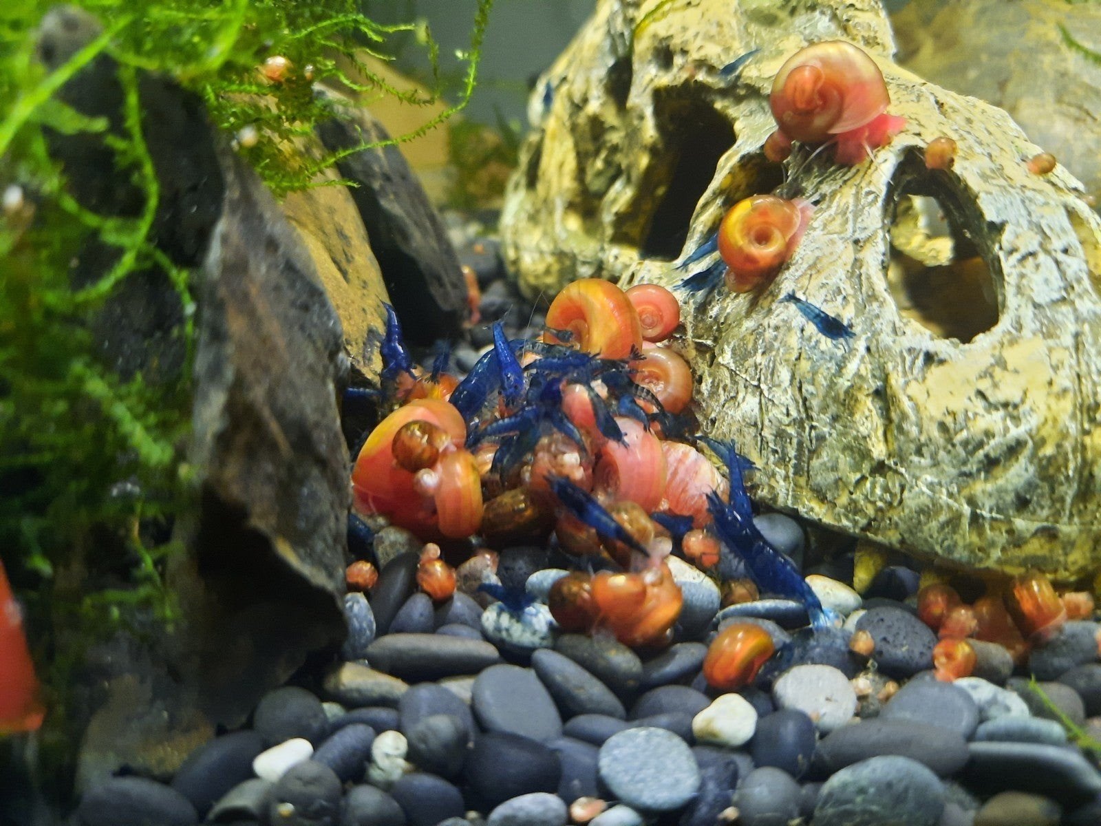 posthoornslakken voor in vijver of aquarium, Dieren en Toebehoren