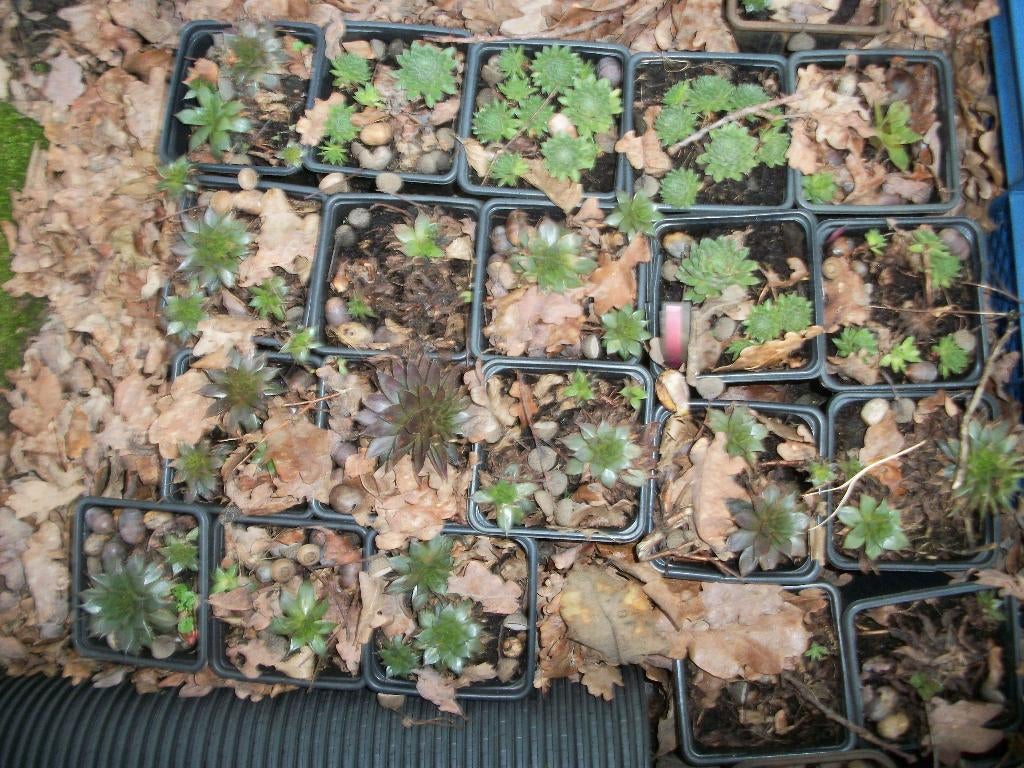 Vaste planten/struiken van hobbykweek, Tuin en Terras, Planten | Tuinplanten, Ophalen, Vaste plant, Overige soorten, Halfschaduw