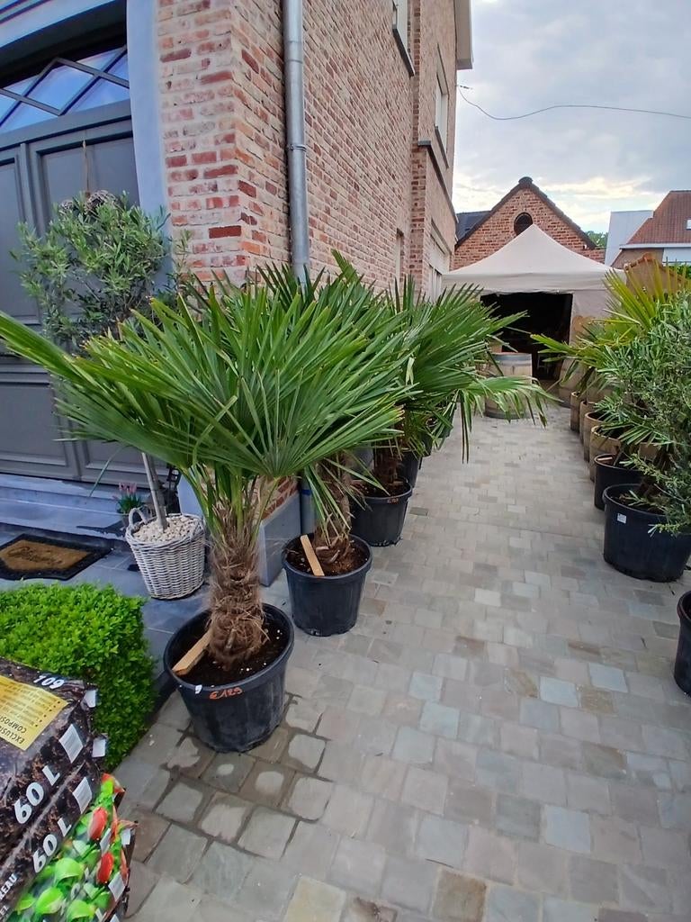 ‼️palmbomen trachycarpus fortunei aan stuntprijzen ‼️, Tuin en Terras, Ophalen