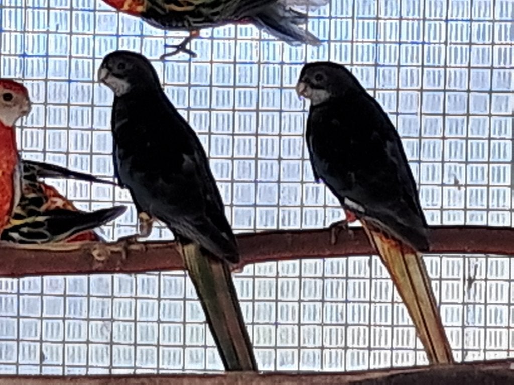 rosellas, Dieren en Toebehoren, Vogels | Parkieten en Papegaaien, Meerdere dieren, Parkiet