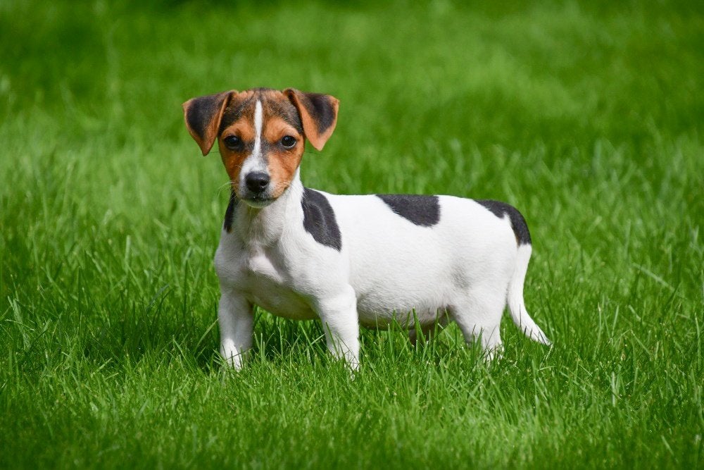 Chiots Jack Russell à vendre, 15 semaines à 1 an, Plusieurs animaux, Éleveur | Professionnel, Plusieurs