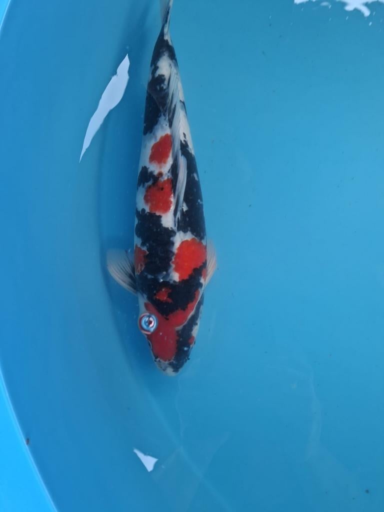 Japanse koi, Dieren en Toebehoren