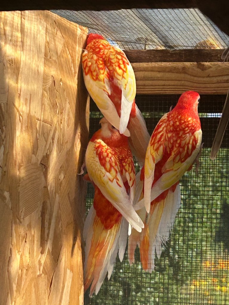 Rosella Parkieten 2026, Plusieurs animaux, Perruche, Bagué