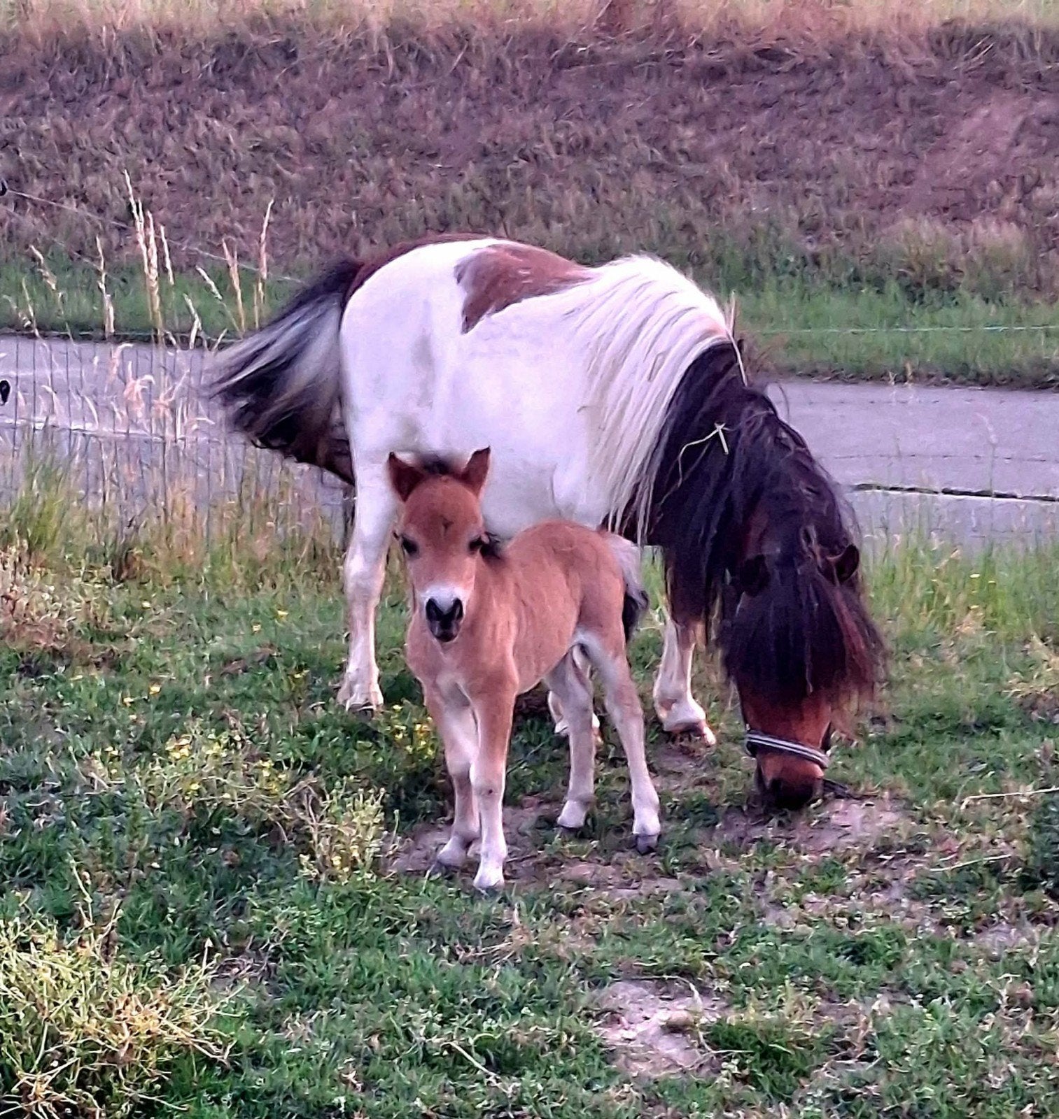 Poulain des Shetland Ultimo v/ h Eizeringenhof avec pedigree, Animaux & Accessoires, Enlèvement