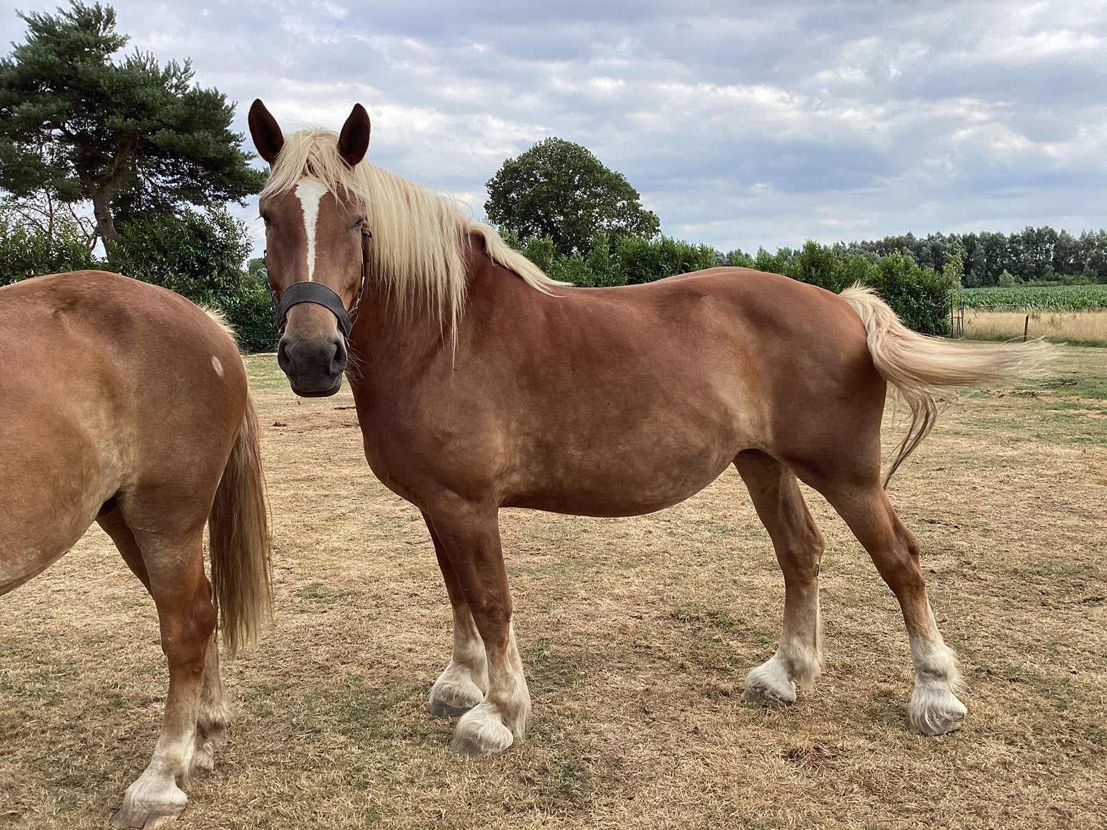 Paarden koets, Merrie