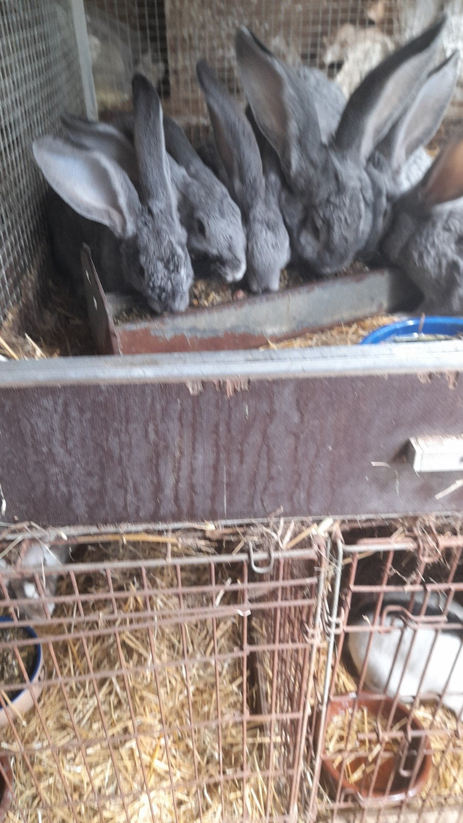 vlaamse reuzen chinchilla 21/4