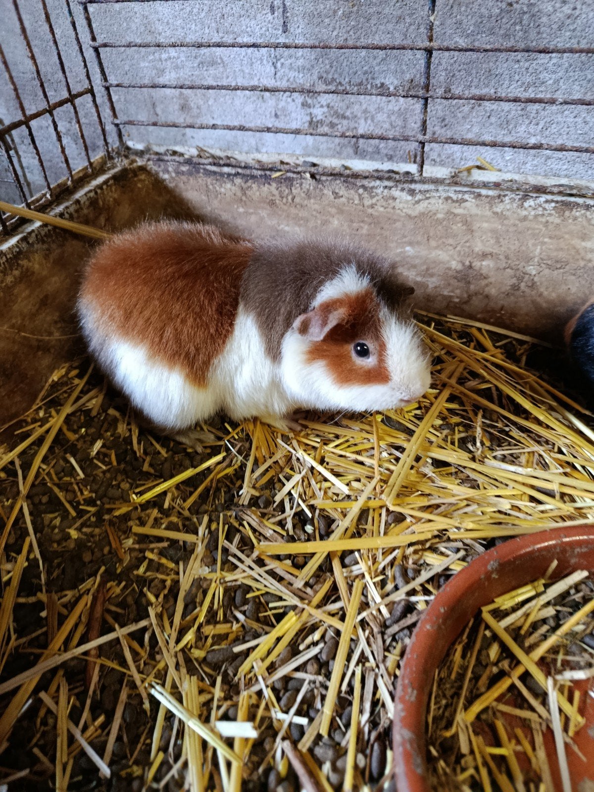 Cavia zeugjes, Dieren en Toebehoren, Cavia, Vrouwelijk, November, Tam