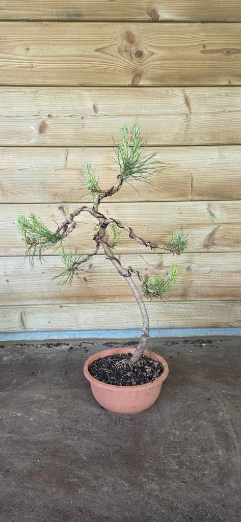 Bonsai. Den. Pinus sylvestris., Tuin en Terras, Planten | Bomen, Ophalen