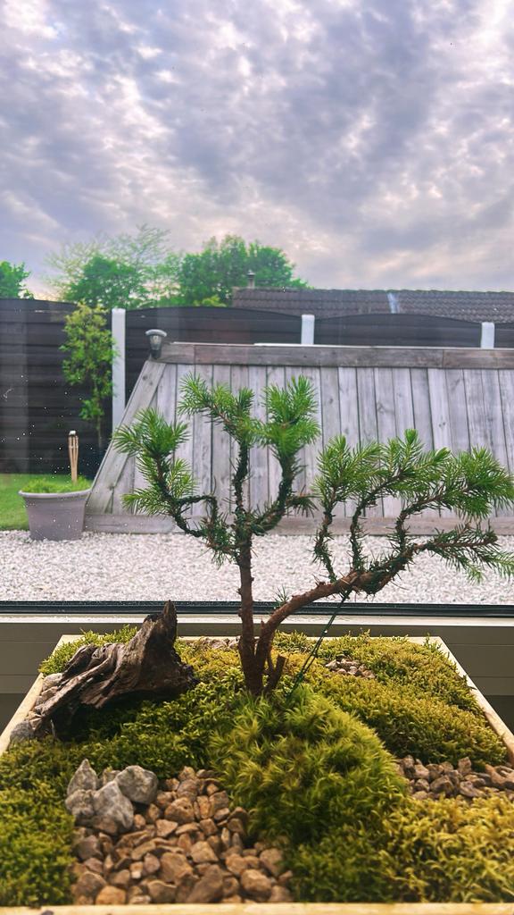 🌿 Handgemaakte bonsai, Ophalen, Zo goed als nieuw, Hout