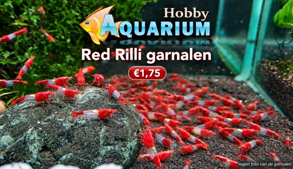 Hobbyaquarium volwassen  Red Rilli / Rilly  mooi op kleur, Animaux & Accessoires, Homard, Crabe ou Crevette, Poisson d'eau douce