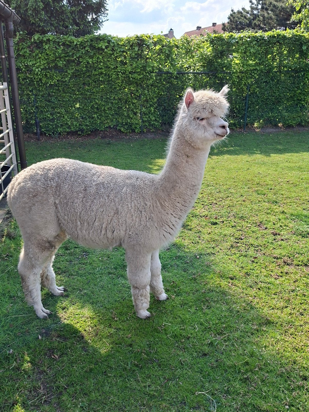 alpaca hengst wit, Dieren en Toebehoren, Overige Dieren, Augustus, Mannelijk