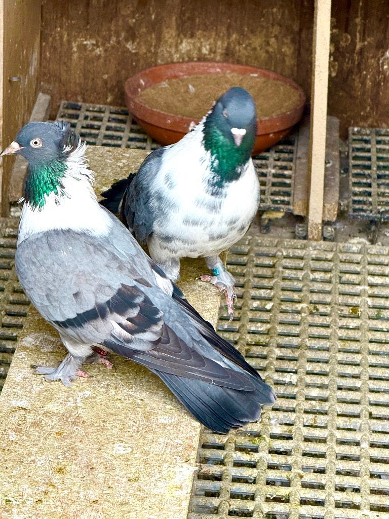KELBEK (saya). Duiven, Mâle