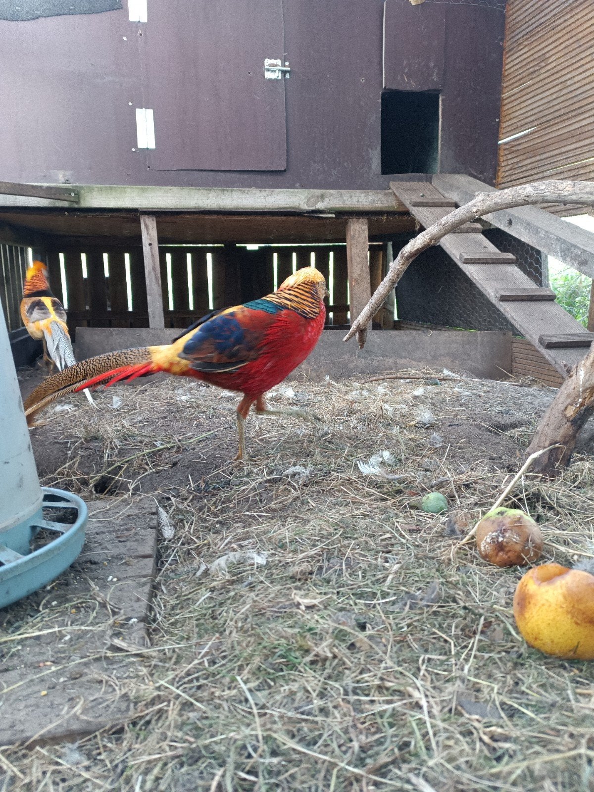 goudfazant, Dieren en Toebehoren, Mannelijk