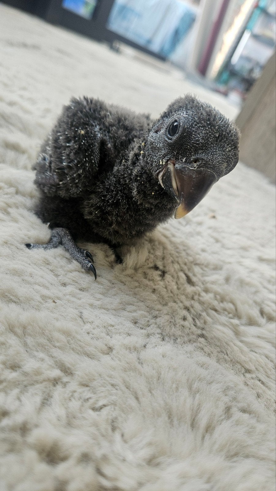 Jong handtamme mannelijke Edelpapegaai, Dieren en Toebehoren, Vogels | Parkieten en Papegaaien, Papegaai, Mannelijk, Pratend, Tam