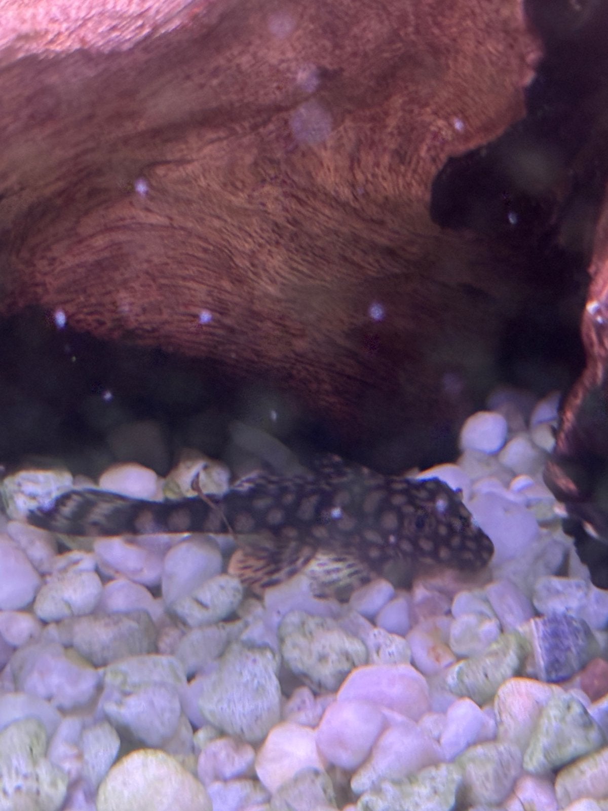 L528 Rio Paraguay Ancistrussen, Dieren en Toebehoren, Vissen | Aquariumvissen, Vis, Zoetwatervis