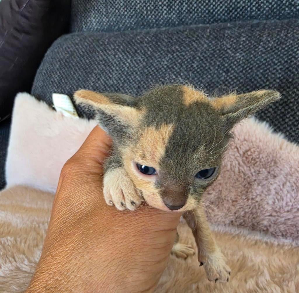chaton sphynx, Chatte ou Chat, 0 à 2 ans