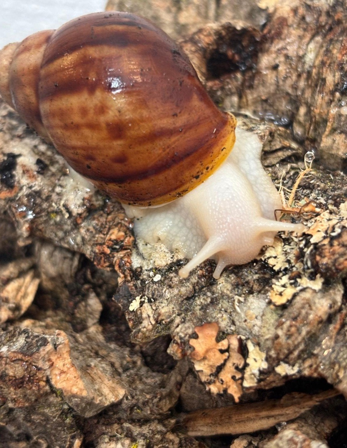 Achatina fulica babies / agaatslak ALBINO, Animaux & Accessoires, Animaux Autre, Janvier, Plusieurs animaux