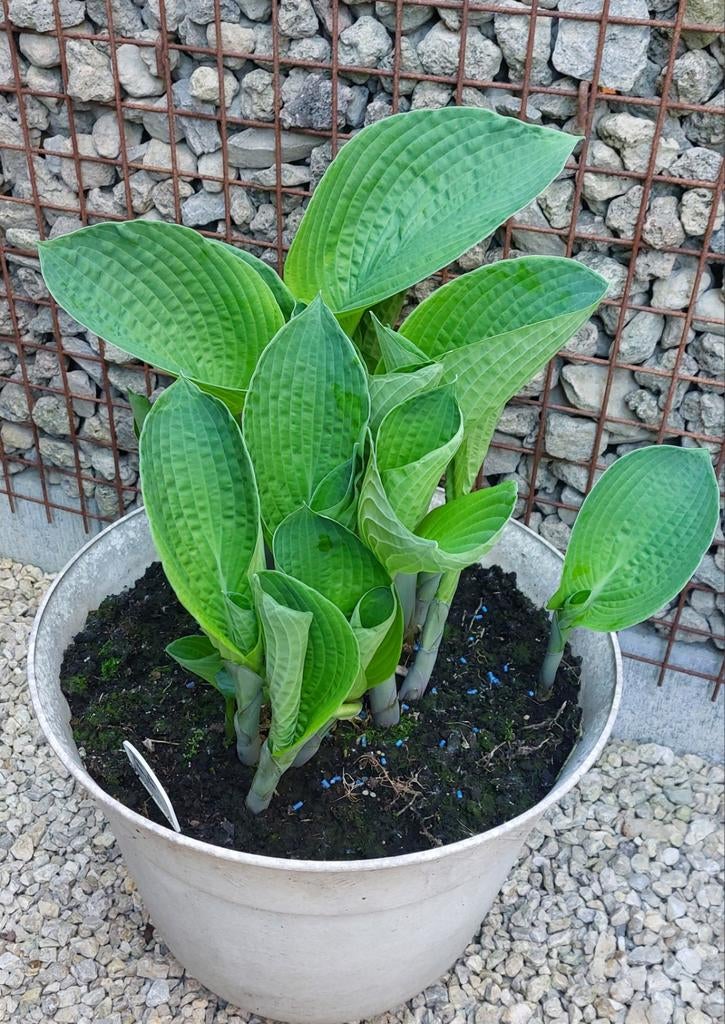 Jardin, Jardin & Terrasse, Plantes | Jardin, Enlèvement, Plante fixe