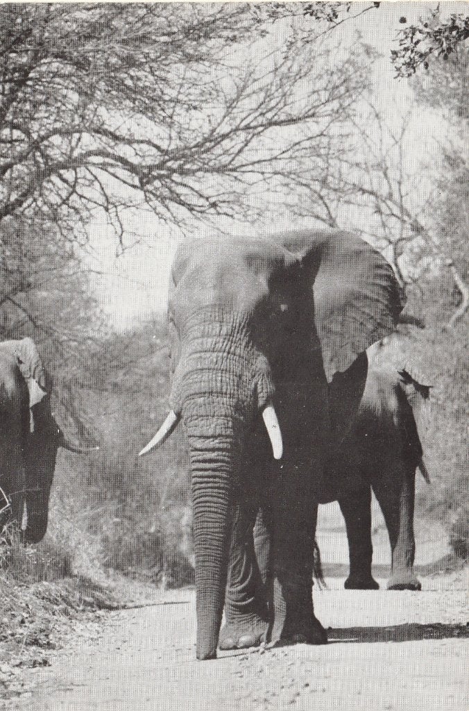 AFRIKAANSE  OLIFANT  in  KRUGER  NATIONAL  PARK, Verzamelen, Postkaarten | Dieren, Verzenden, Ongelopen, Wild dier